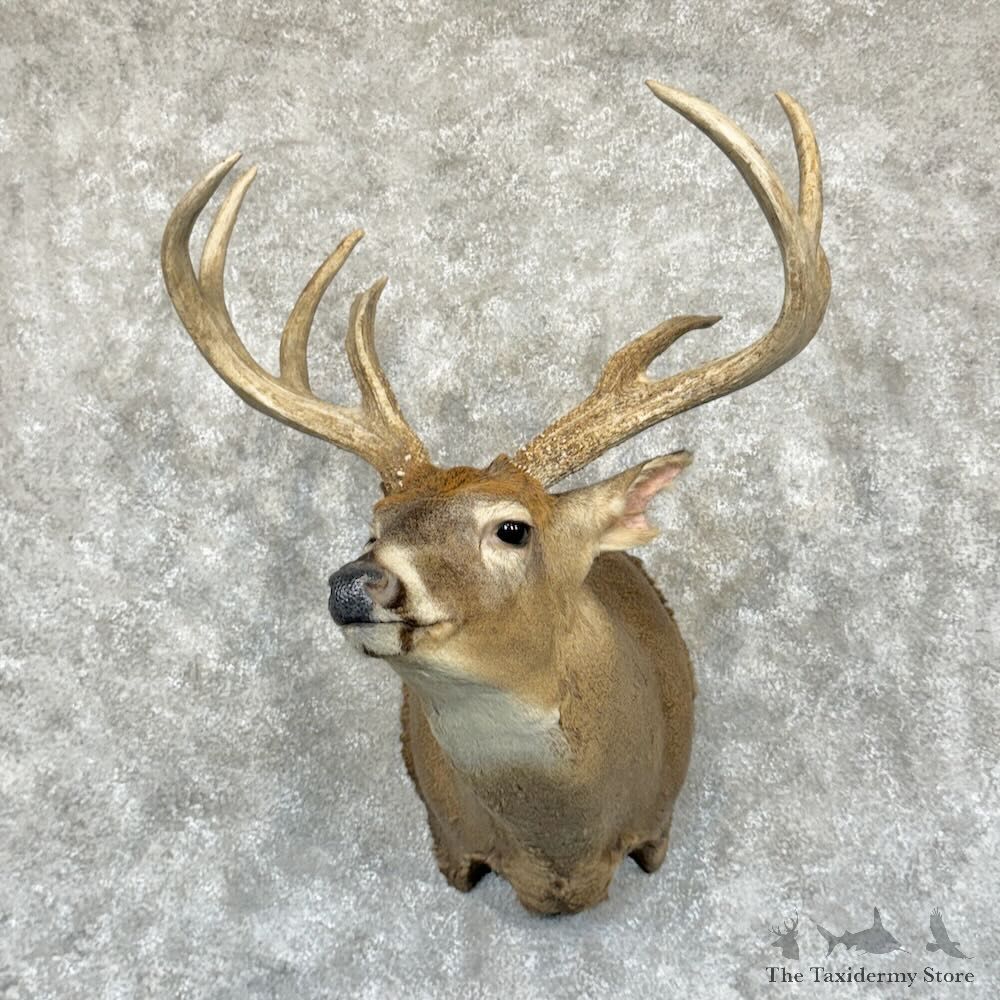 Whitetail Deer Shoulder Mount For Sale #29172 - The Taxidermy Store