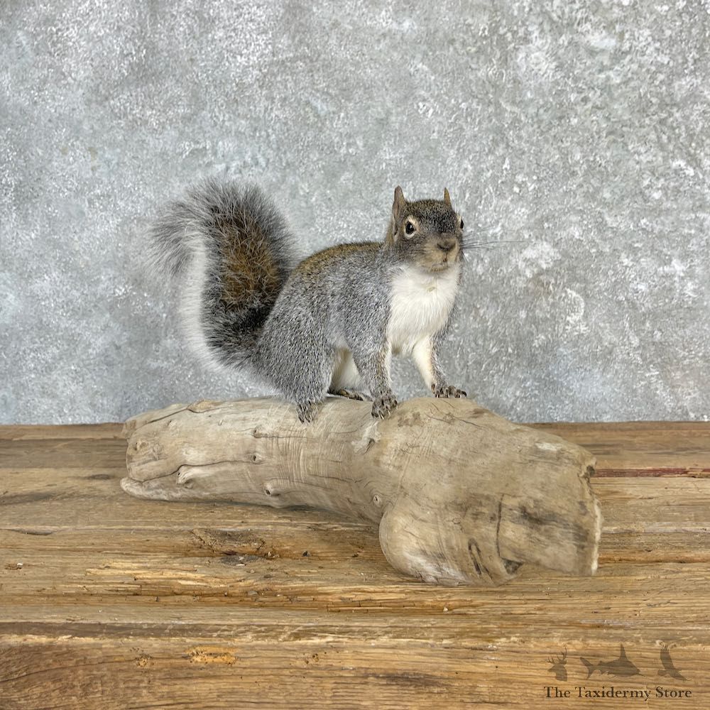 Arizona Gray Squirrel Mount For Sale #27114 @ The Taxidermy Store