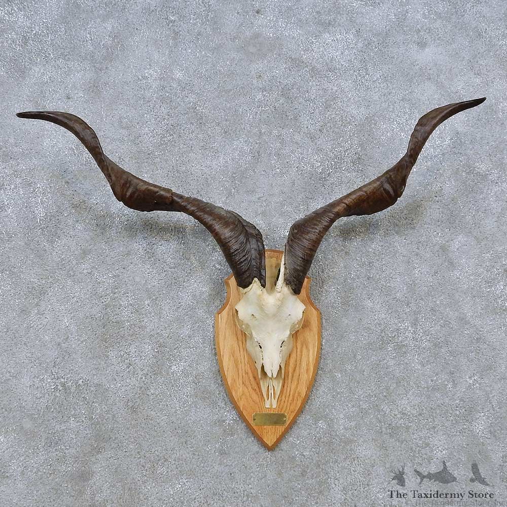 Feral Goat Skull European Mount For Sale #14499 @ The Taxidermy Store