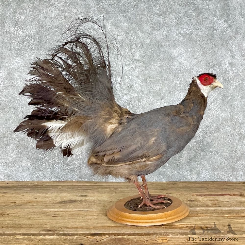 Blue-Eared Pheasant Bird Mount For Sale #25560 @ The Taxidermy Store