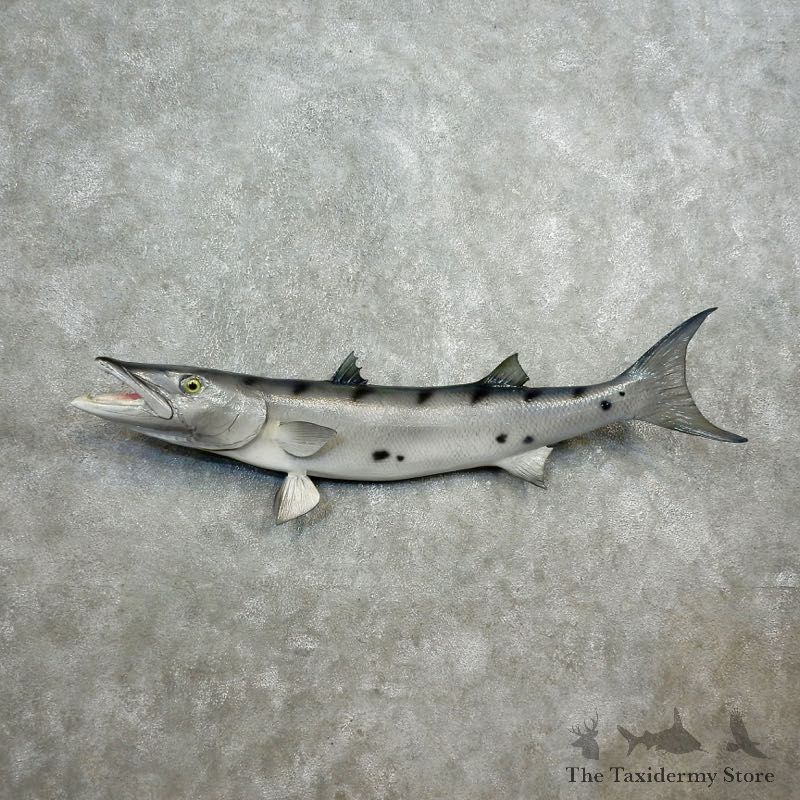 Replica Barracuda Fish Mount #17796 For Sale @ The Taxidermy Store