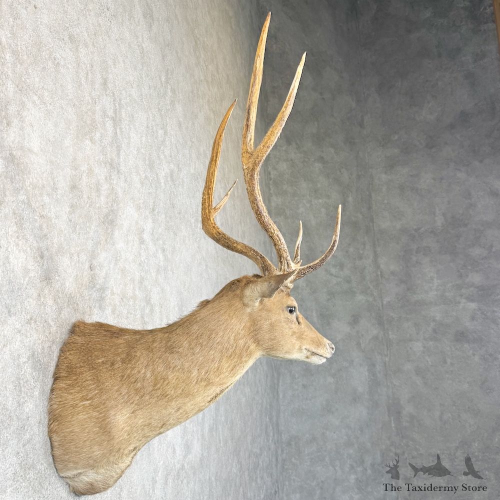Rusa Deer Shoulder Mount For Sale #29862 @ The Taxidermy Store