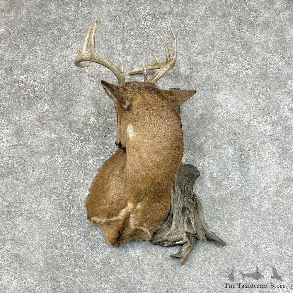Whitetail Deer Shoulder Mount #25426 For Sale - The Taxidermy Store