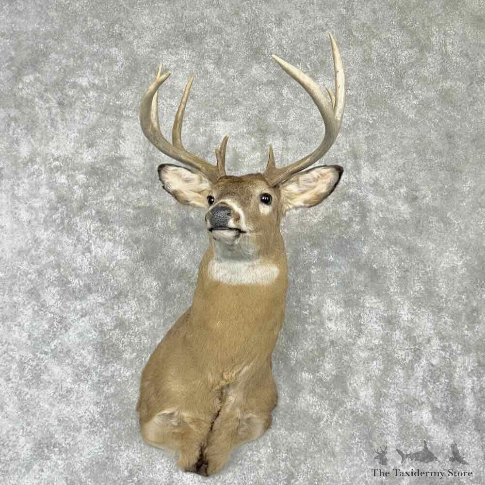 Whitetail Deer Shoulder Mount For Sale #30354 @ The Taxidermy Store
