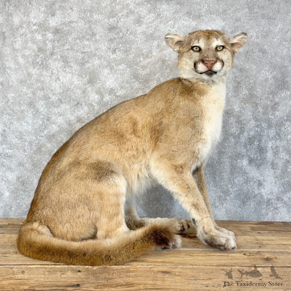 Mountain Lion Life-Size Mount For Sale #28804 @ The Taxidermy Store