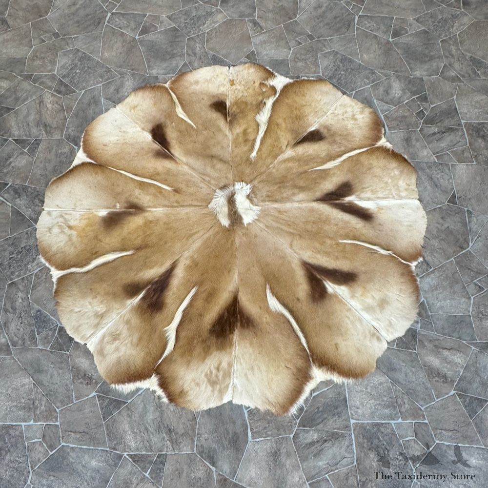 African Springbok Hide Throw For Sale #29773 @ The Taxidermy Store