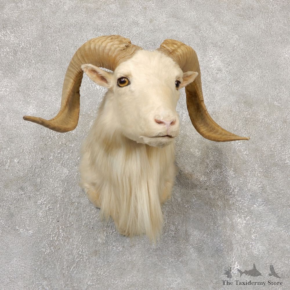 Corsican Ram Shoulder Mount #18866 - The Taxidermy Store