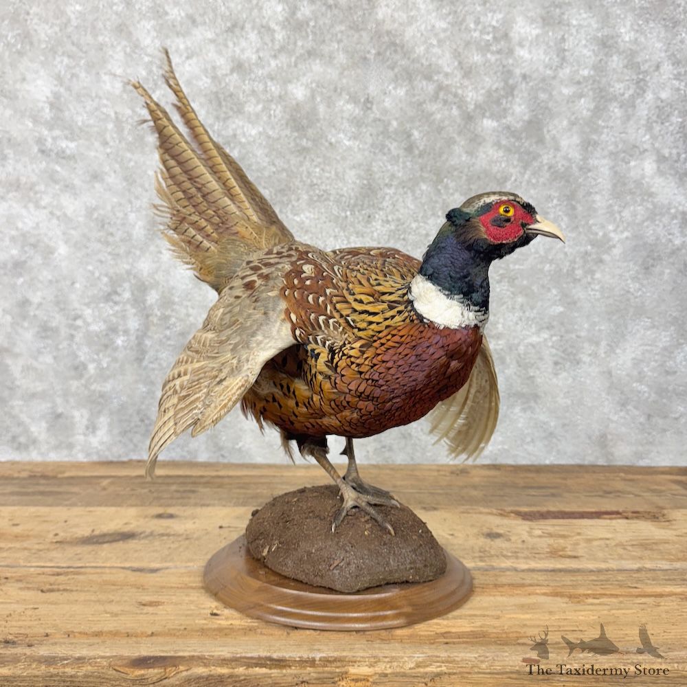 Ringneck Pheasant Bird Mount For Sale #30176 @ The Taxidermy Store