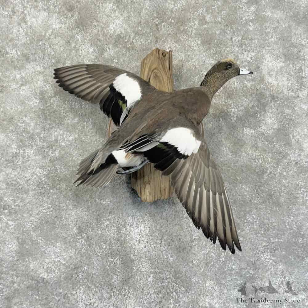 American Wigeon Duck Bird Mount For Sale #31182 @ The Taxidermy Store