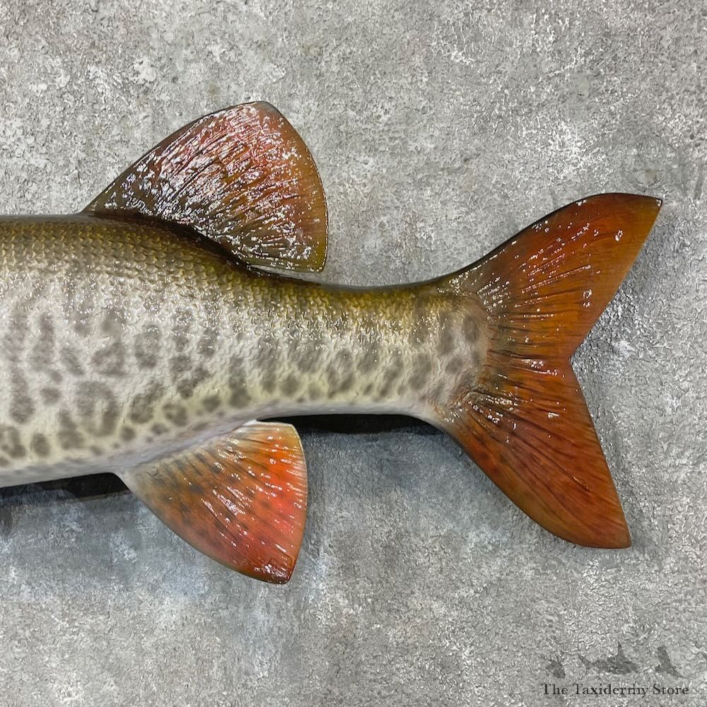 Reproduction Muskellunge Fish Mount For Sale #27230 @ The Taxidermy Store