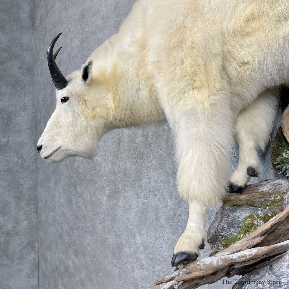 Mountain Goat Life-Size Mount For Sale #25324 @ The Taxidermy Store