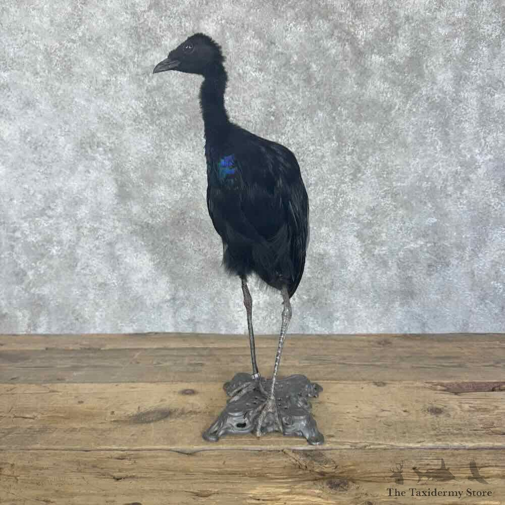 Grey-Winged Trumpeter Bird Mount For Sale #30700 @ The Taxidermy Store