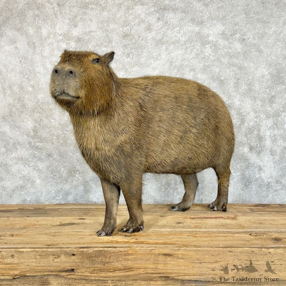 Capybara Life-Size Mount For Sale #29092 @ The Taxidermy Store