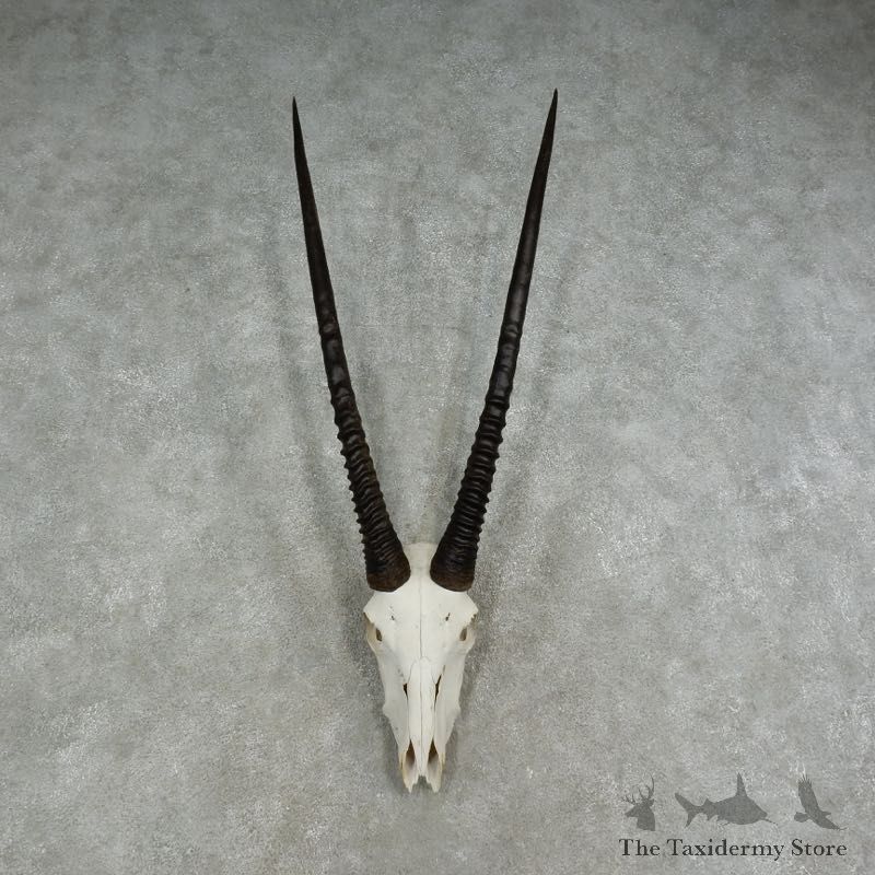 Gemsbok Skull & Horn European Mount For Sale #17070 @ The Taxidermy Store
