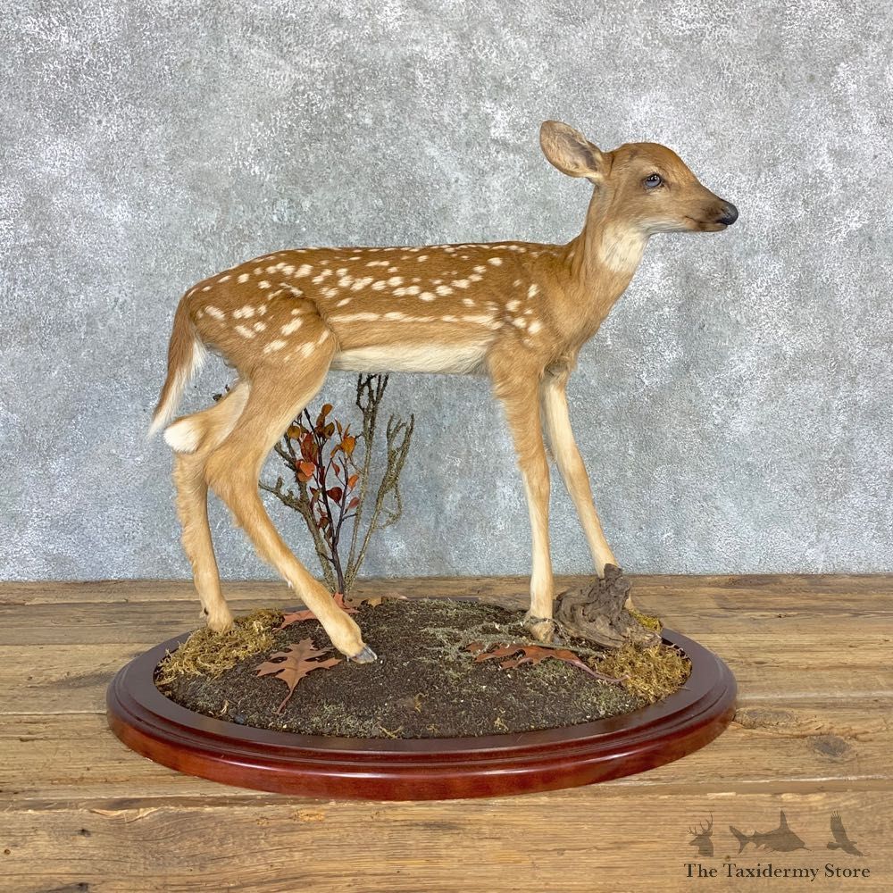 Whitetail Deer Fawn Life-Size Mount For Sale #23197 - The Taxidermy Store