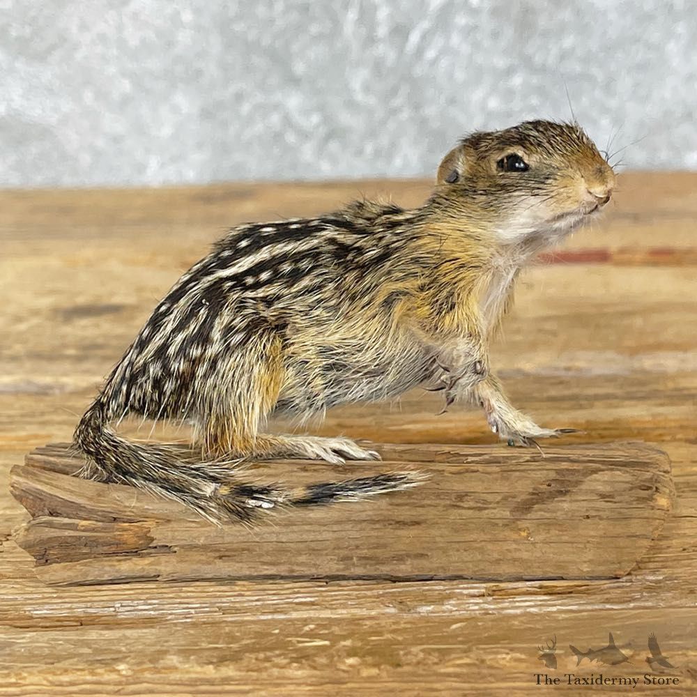 Thirteen Lined Ground Squirrel Mount For Sale #25053 @ The Taxidermy Store