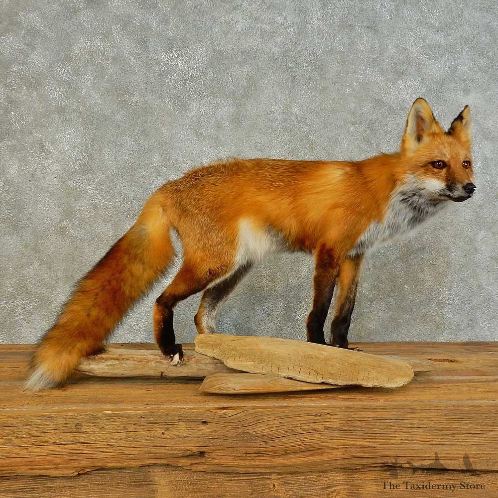 Red Fox Life-Size Mount For Sale #16407 @ The Taxidermy Store