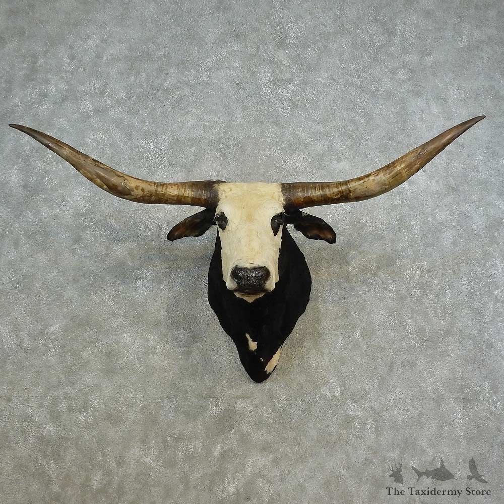Texas Longhorn Shoulder Mount For Sale #16643 @ The Taxidermy Store