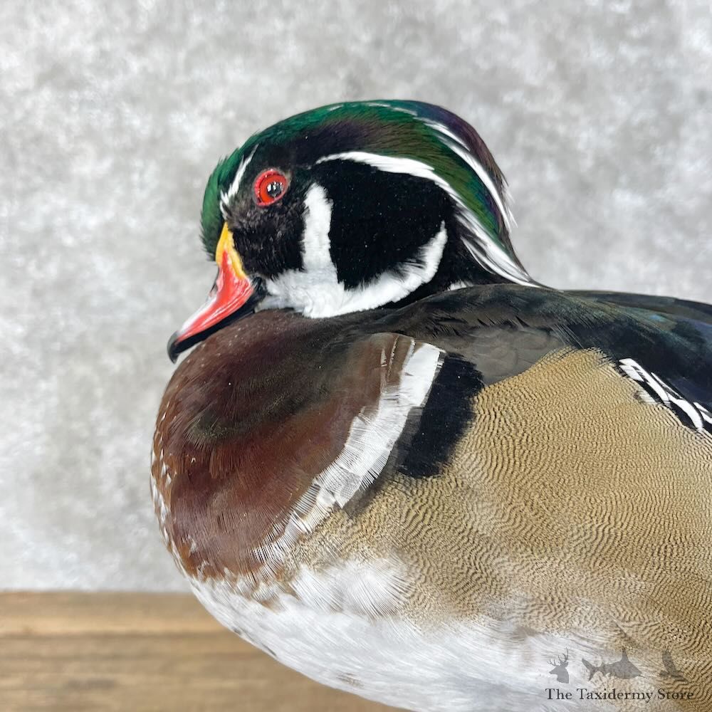 Wood Duck Bird Mount For Sale #28509 - The Taxidermy Store