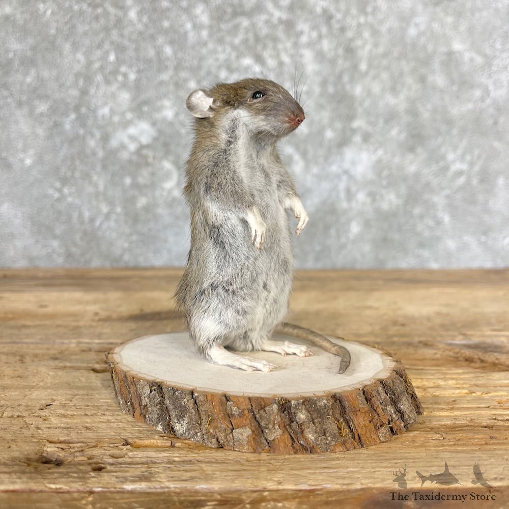 Rat Mount For Sale #26683 @ The Taxidermy Store