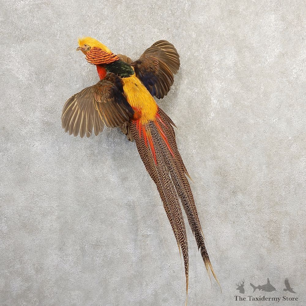 Red Golden Pheasant Bird Mount For Sale #20802 @ The Taxidermy Store