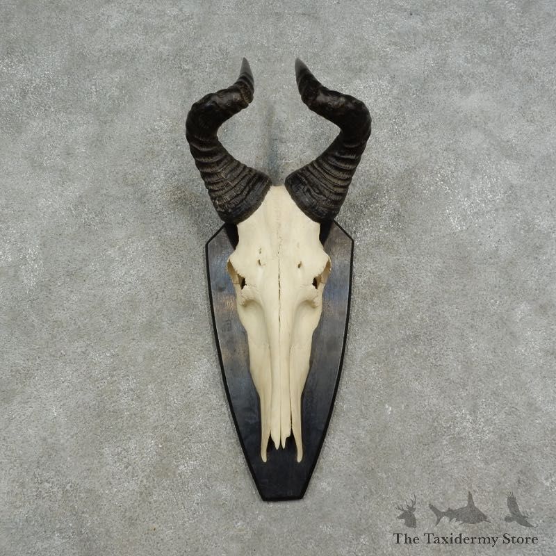 Hartebeest Skull & Horn European Mount For Sale #17071 @ The Taxidermy Store
