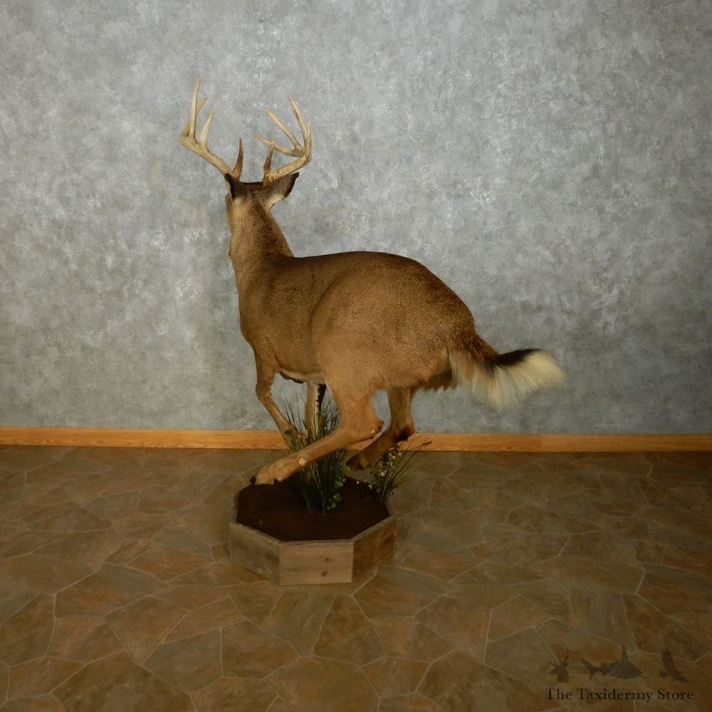 Whitetail Deer Life Size Mount For Sale #14062 @ The Taxidermy Store