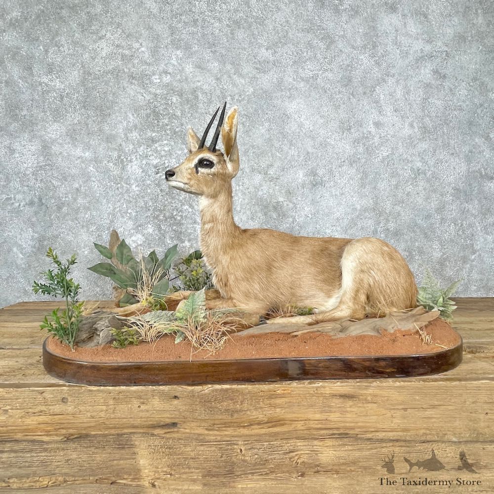 African Steinbok Life-Size Mount For Sale #28893 @ The Taxidermy Store