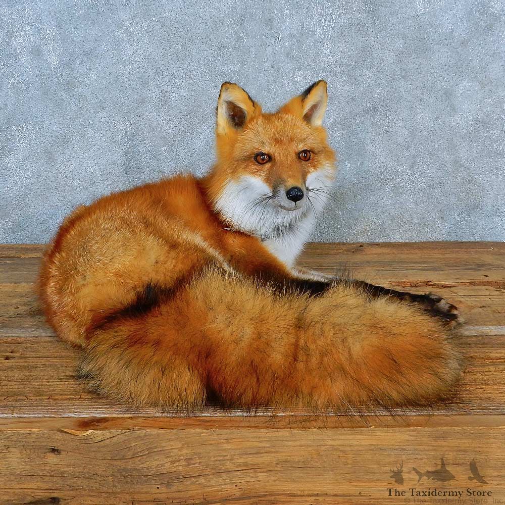 Red Fox Life-Size Mount For Sale #15570 @ The Taxidermy Store