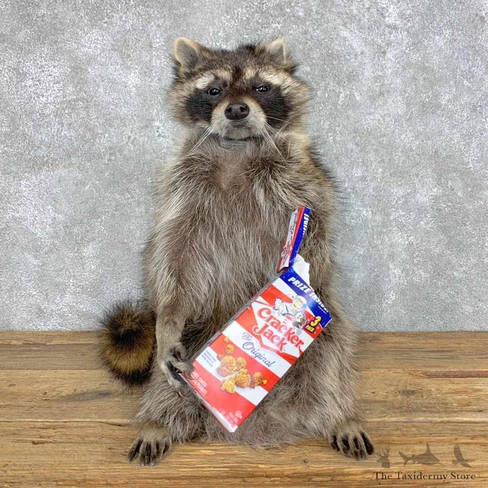 “Cracker Jack" Raccoon Mount For Sale #23420 @ The Taxidermy Store