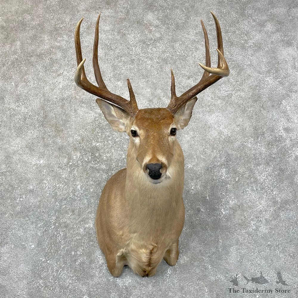 Whitetail Deer Taxidermy Shoulder Mount For Sale #24663 @ The Taxidermy Store
