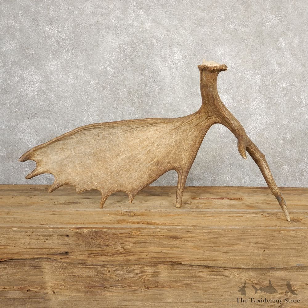 Self Standing Moose Antler For Sale #20664 @ The Taxidermy Store