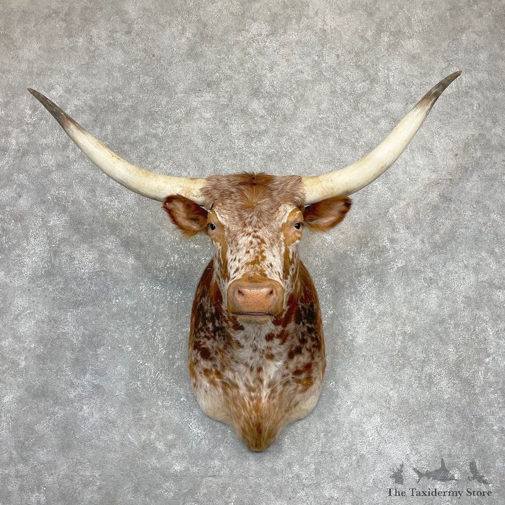 Longhorn Steer Shoulder Taxidermy Mount #24134 For Sale @ The Taxidermy Store