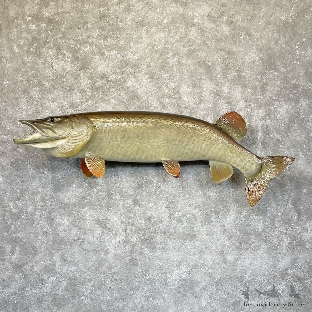 Reproduction Muskellunge Fish Mount For Sale #28285 @ The Taxidermy Store
