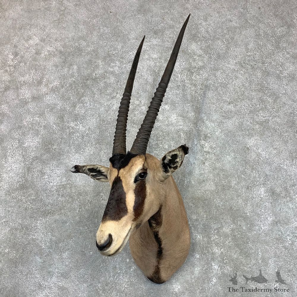 Fringe-eared Oryx Shoulder Mount For Sale #23490 @ The Taxidermy Store