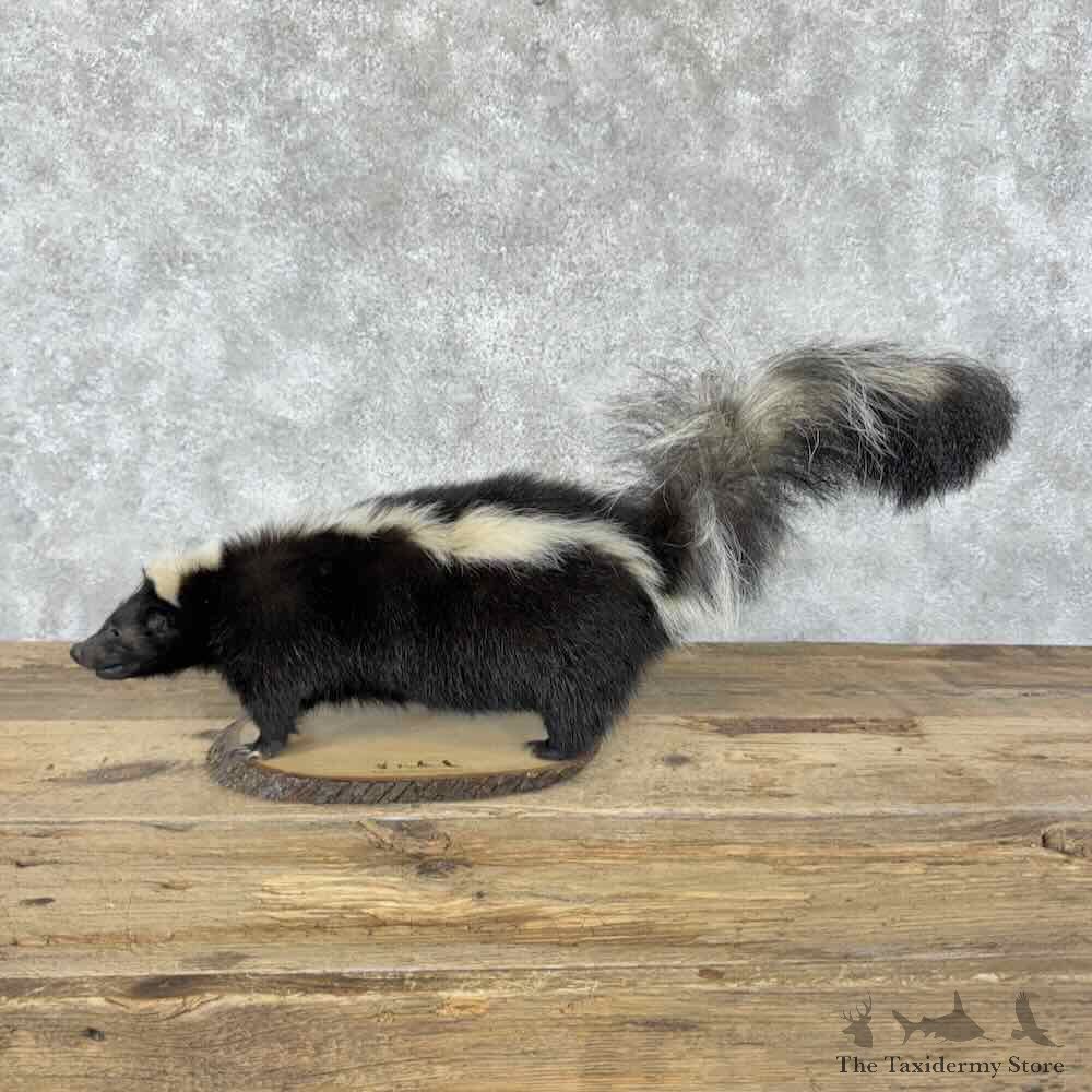 Striped Skunk Life-Size Mount For Sale #31830 @ The Taxidermy Store