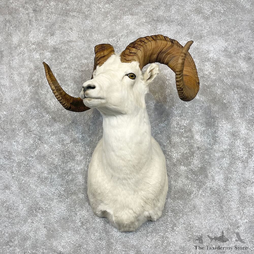 Dall Sheep Shoulder Mount For Sale #28453 @ The Taxidermy Store