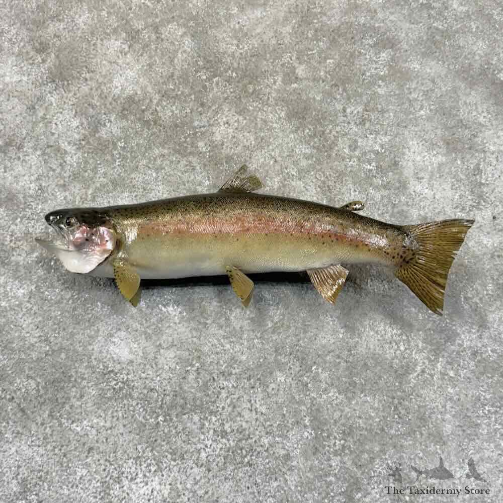 Rainbow Trout Fish Mount For Sale #30887 @ The Taxidermy Store