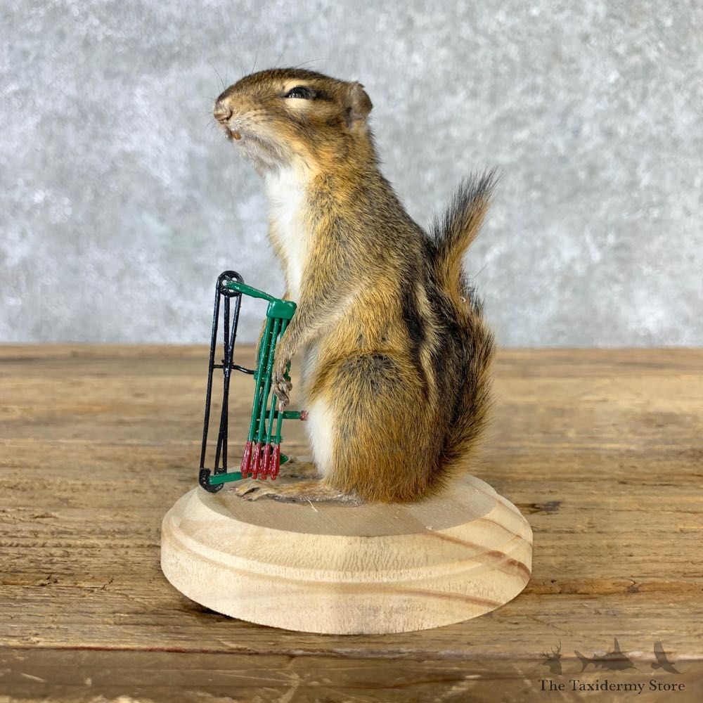Bow Hunting Chipmunk Novelty Mount For Sale #23259 @ The Taxidermy Store