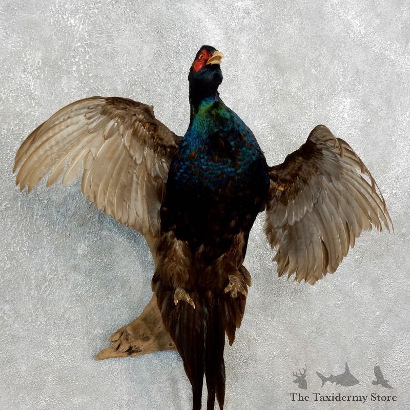 Green Pheasant Taxidermy Mount #17659 For Sale @ The Taxidermy Store