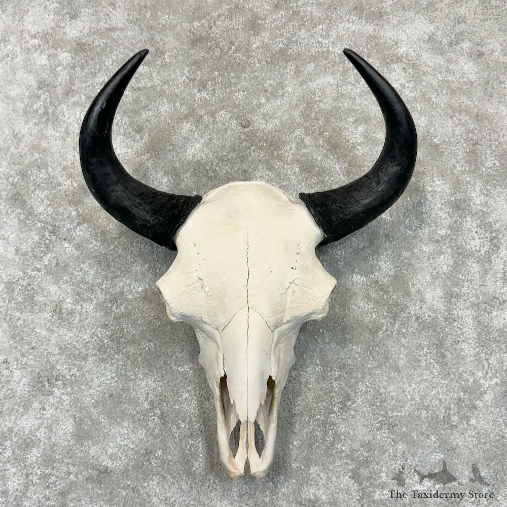 American Buffalo Bison Skull Mount For Sale #29721 @ The Taxidermy Store