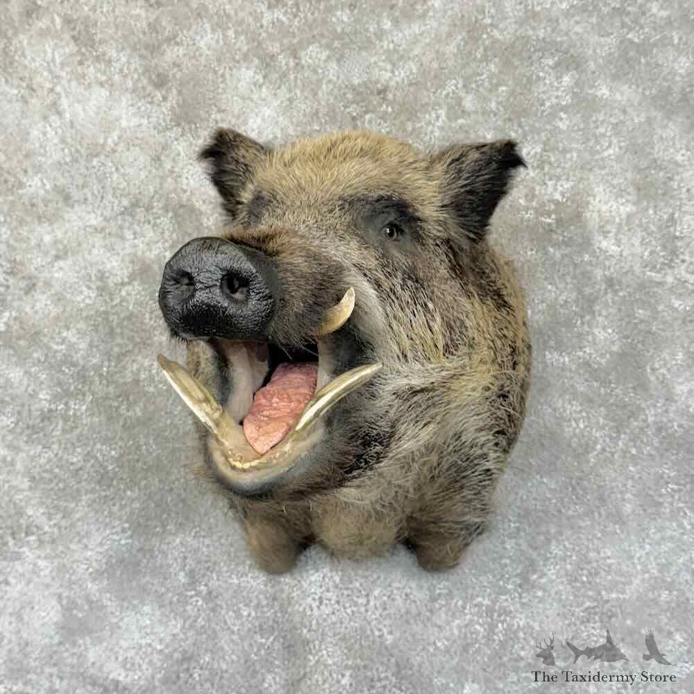 Wild Boar Shoulder Mount For Sale #31345 @ The Taxidermy Store