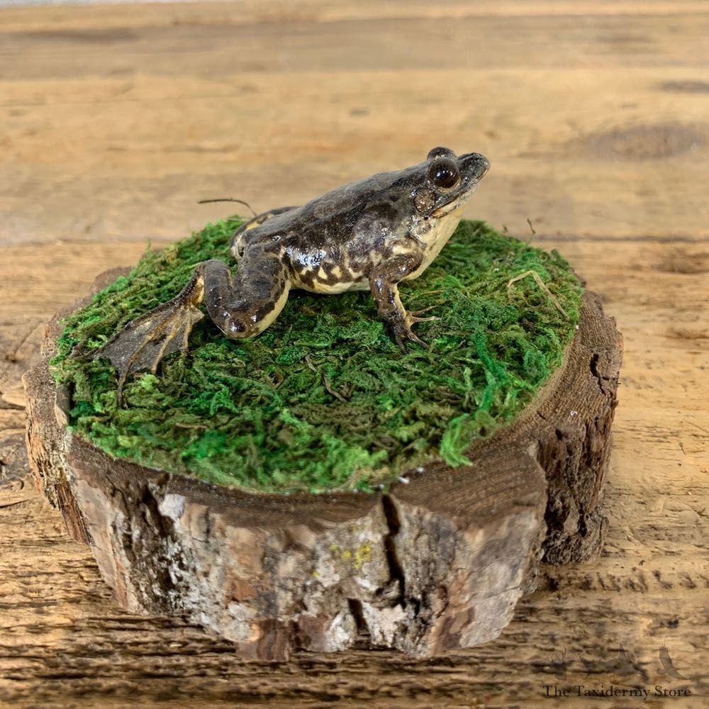 Leopard Frog Taxidermy Mount For Sale #21554 @ The Taxidermy Store
