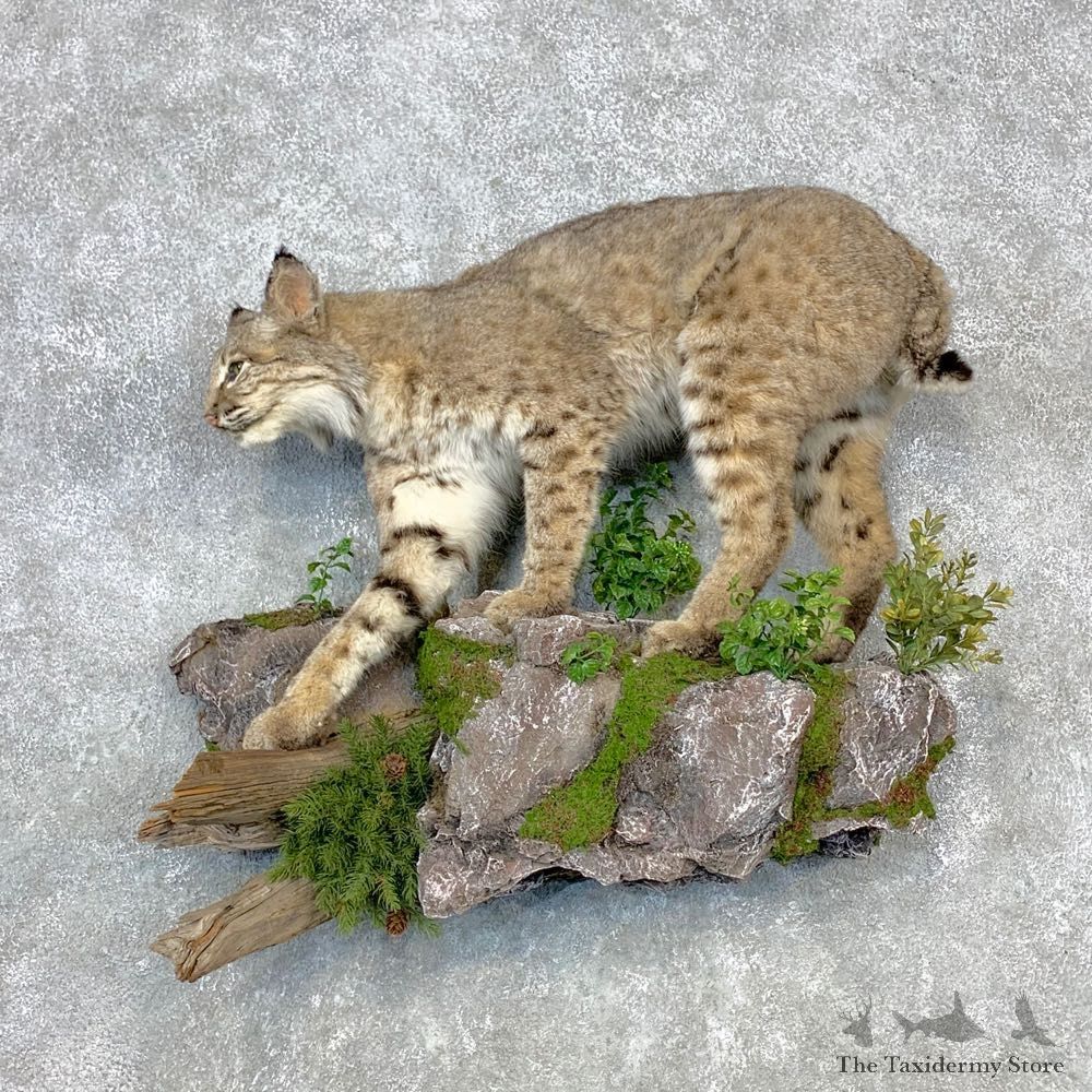 Bobcat Life-Size Mount For Sale #23291 @ The Taxidermy Store