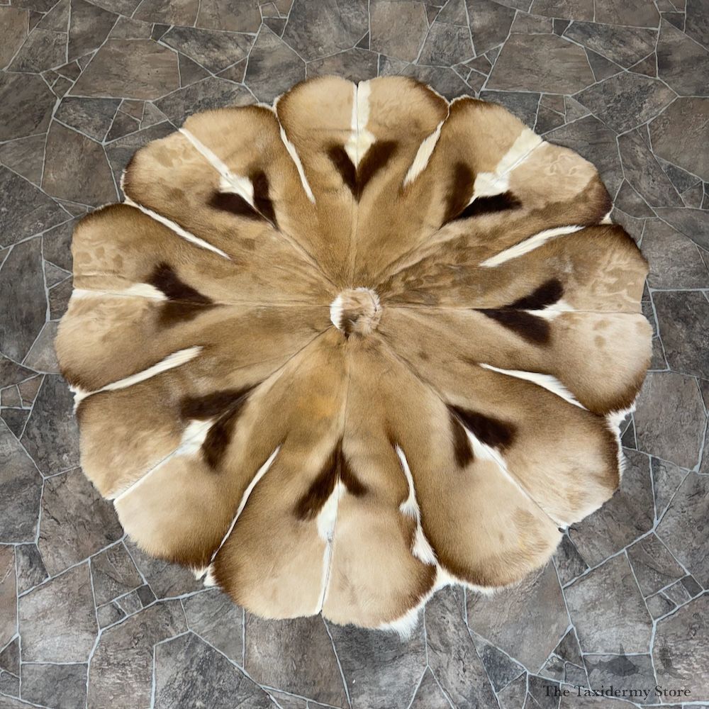 African Springbok Hide Throw For Sale #29771 @ The Taxidermy Store