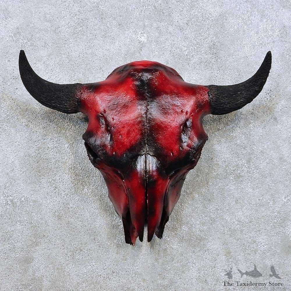 American Buffalo Bison Skull For Sale #14057 @ The Taxidermy Store