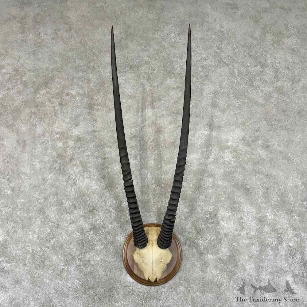 Gemsbok Horn Plaque Mount For Sale #30920 @ The Taxidermy Store