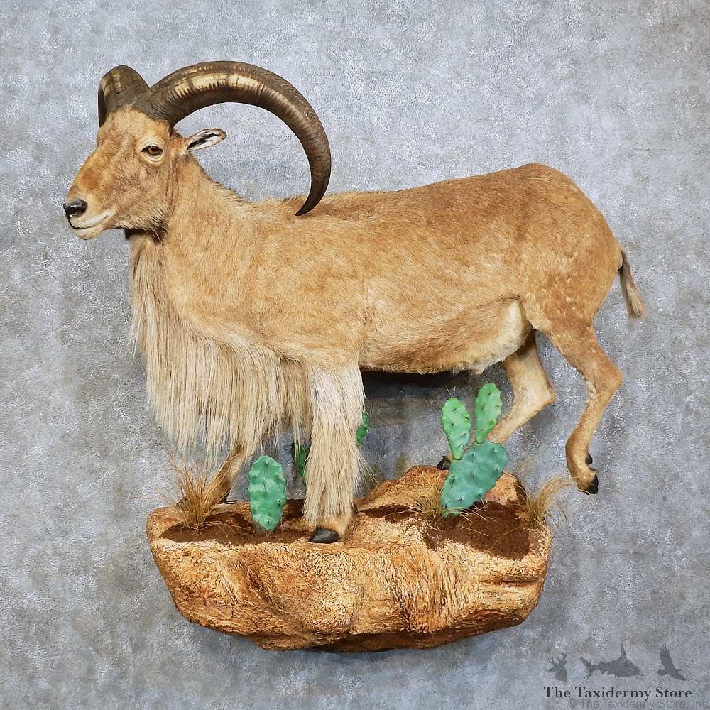 Aoudad Life-Size Mount For Sale #15755 @ The Taxidermy Store