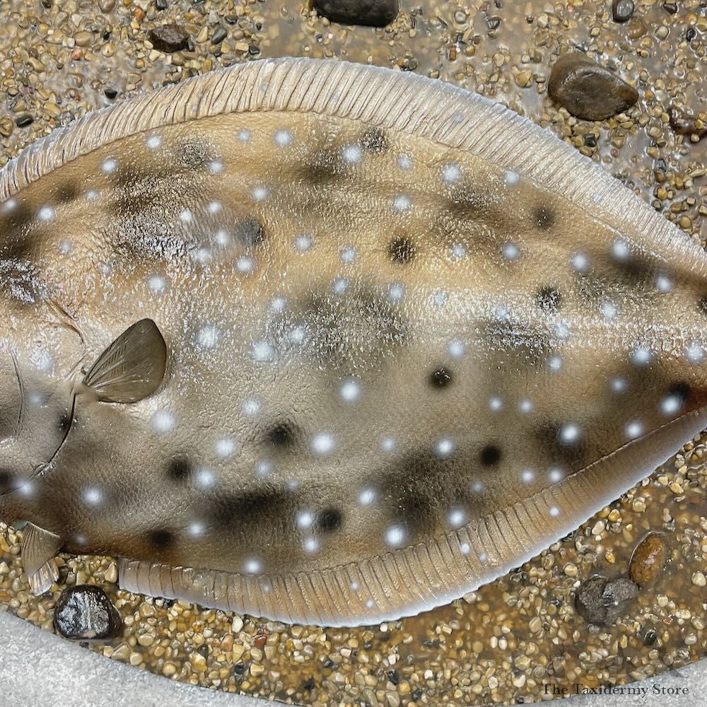 Reproduction Pacific Flounder Fish Mount For Sale #28694 @ The Taxidermy Store