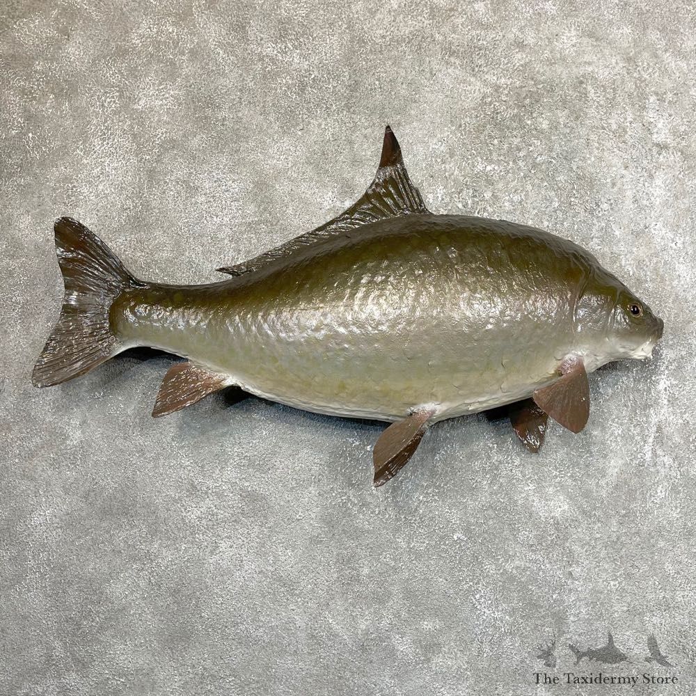 Buffalo Carp Taxidermy Fish Mount #24539 For Sale @ The Taxidermy Store